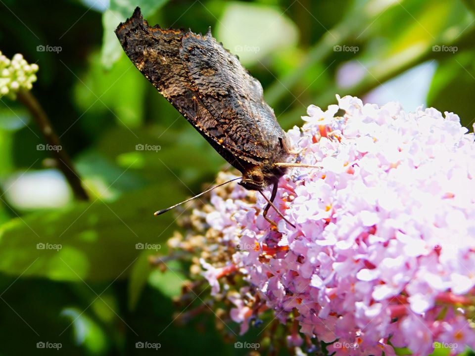 Butterfly having an early morning drink