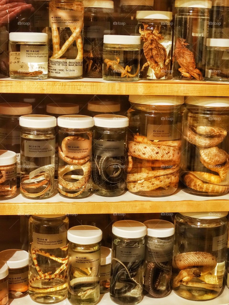 Reptiles In Specimen Jars