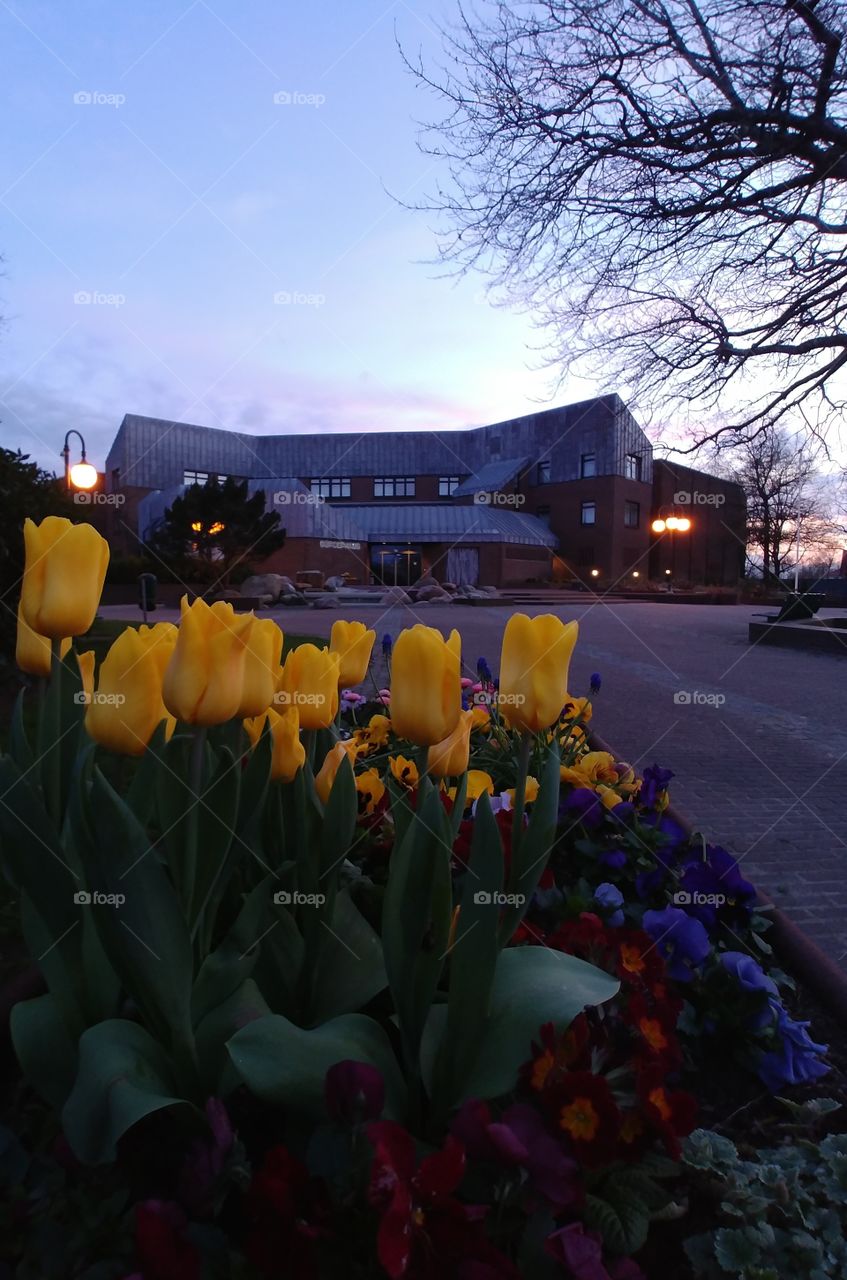 haus Blumen dunkel Abend