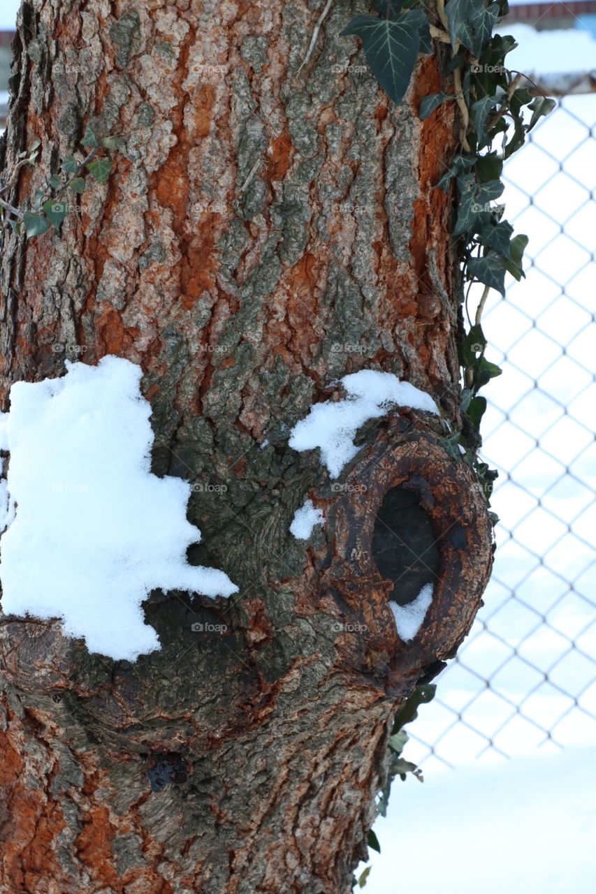 Snowy Tree
