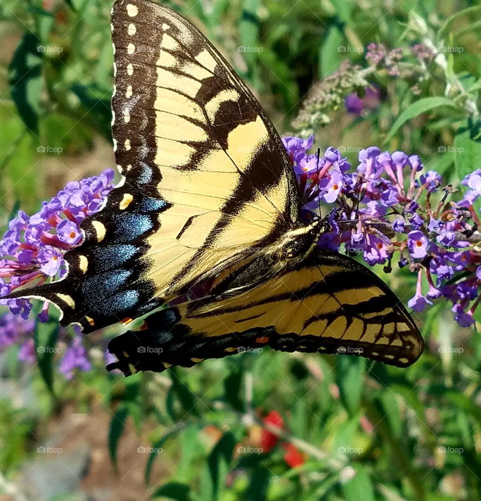 swallowtail butterfly on butterfly bush