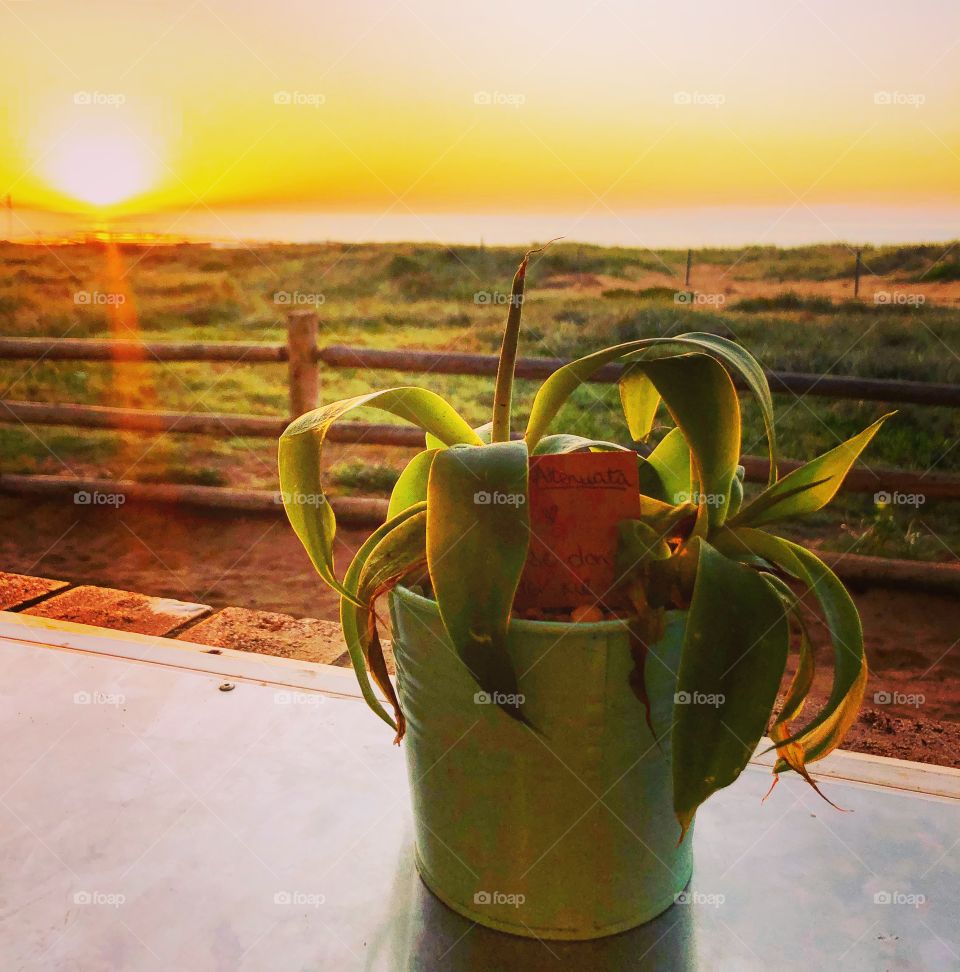Sunrise on a pot plant at the sea side (beach) on Mona Vale beach Sydney Australia 