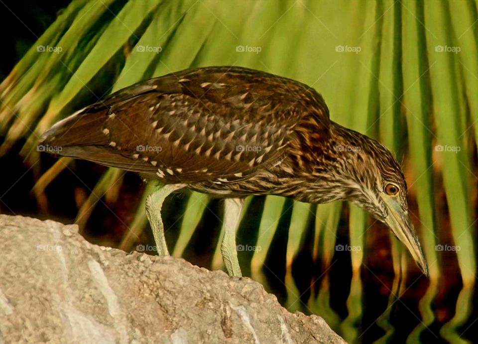 Immature Black-crowned Night Heron at Lake