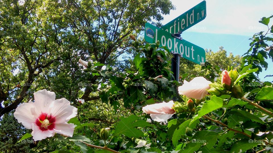 Beautiful bloom surrounding street sign