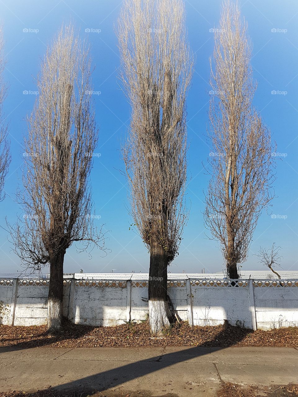 Trees in winter without snow