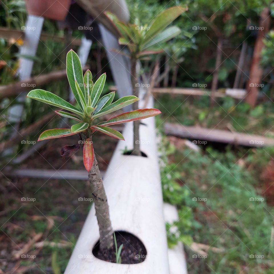 hydroponic plants using paralon