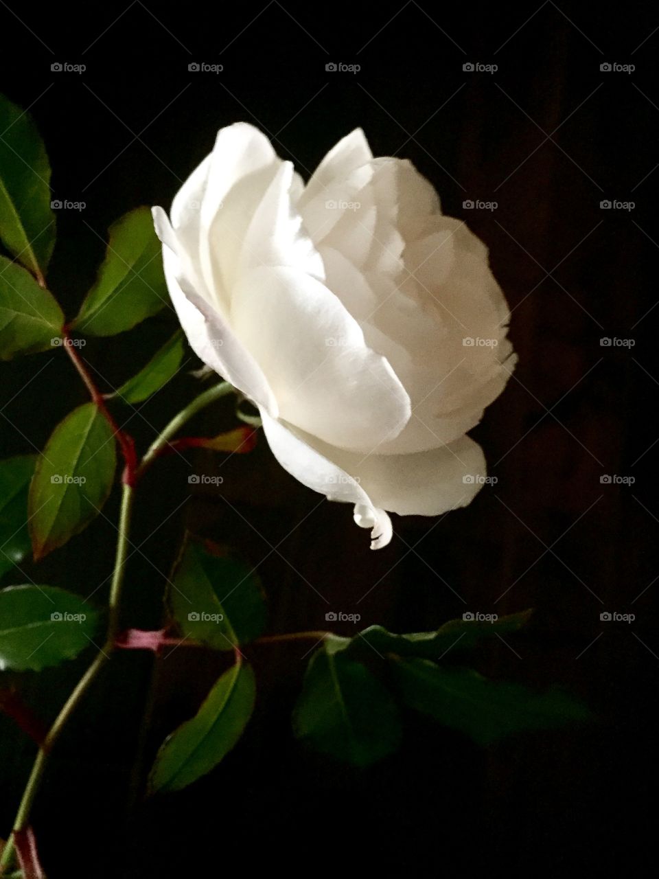 White Rose