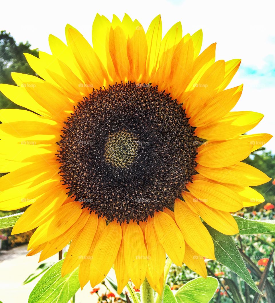 Closeup of sunflower