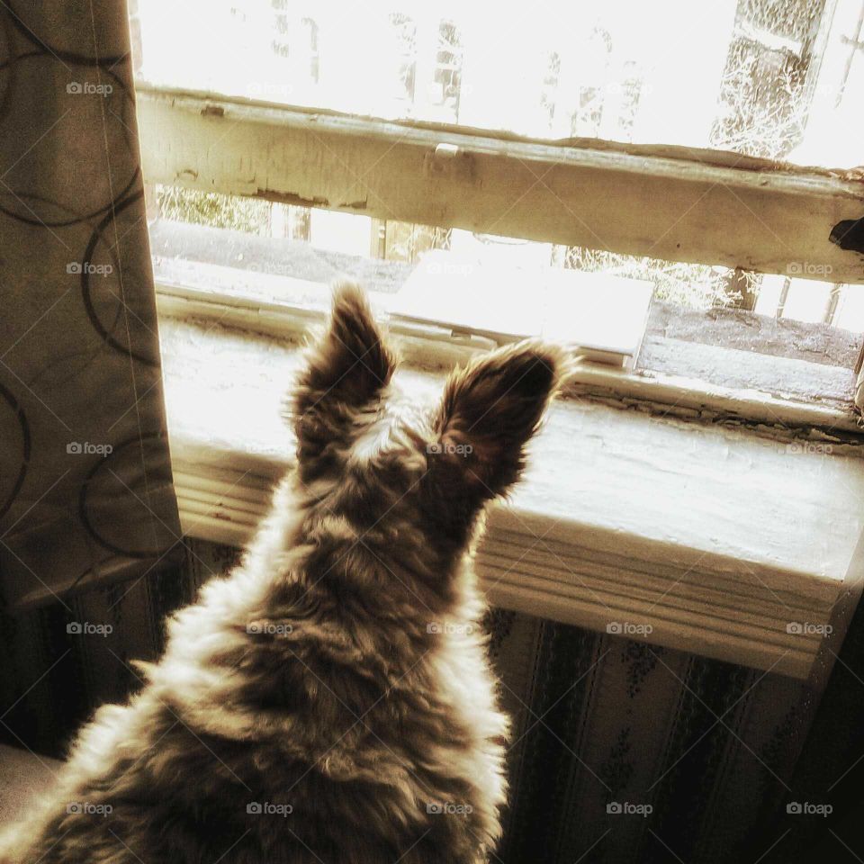 furry friend looking out the window