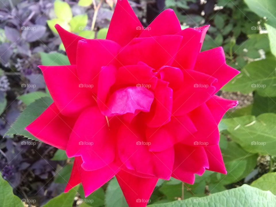red rose