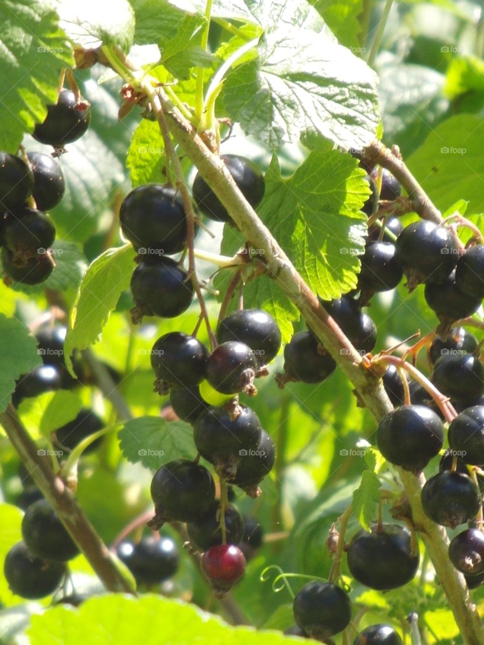 Black currant berries