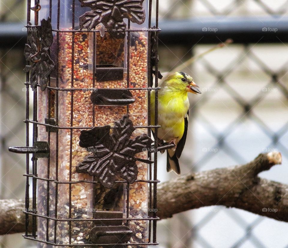 Bird with feeder