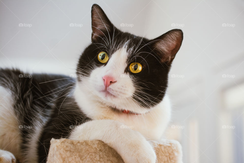 Black and White Cat with Gold Eyes Relaxing