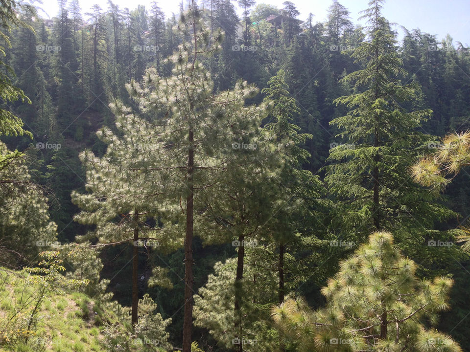 forest mountains sunlight pine trees by pannu