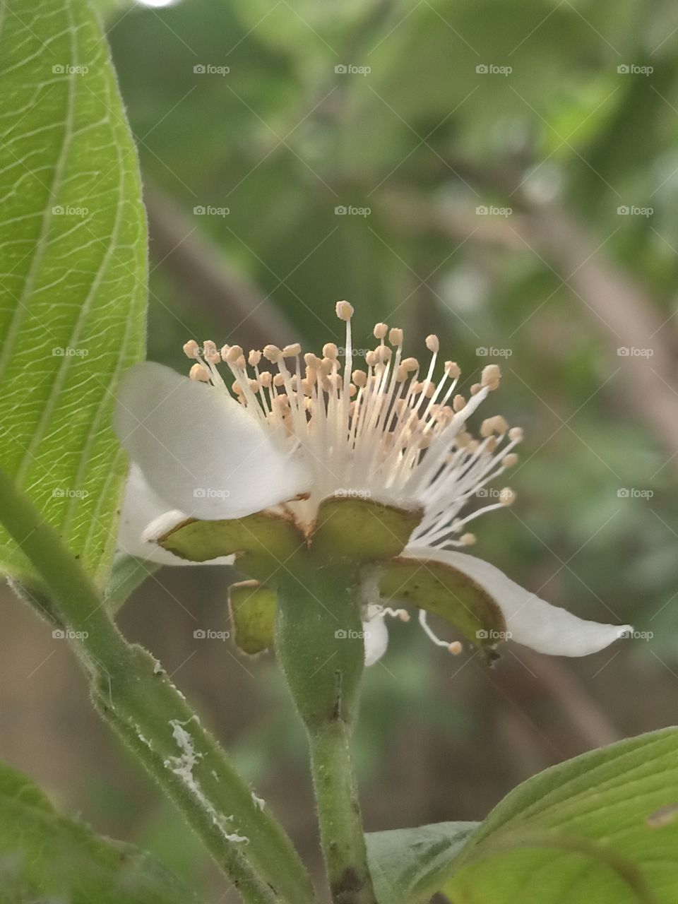 guava blossom