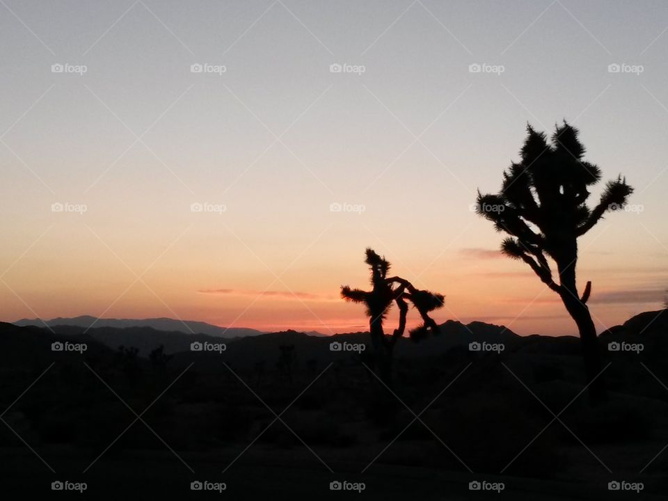 sunset at joshua tree