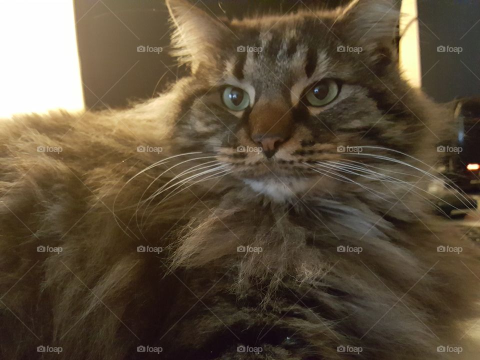 Maine Coone cat up close