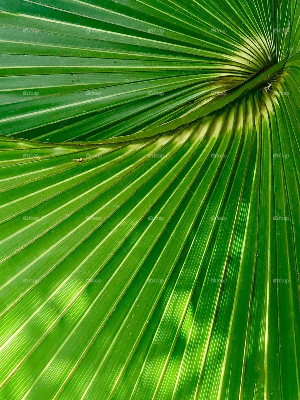 Full frame closeup of sago palm fronds in dappled sunlight. The repetition and angle create a natural geometric pattern.