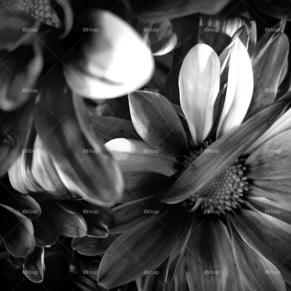 Monochrome, Flower, Black And White, Nature, Art