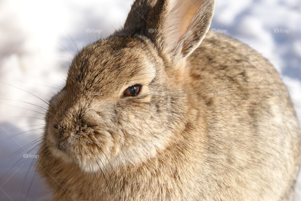 Snow bunny at Badlands National Park
