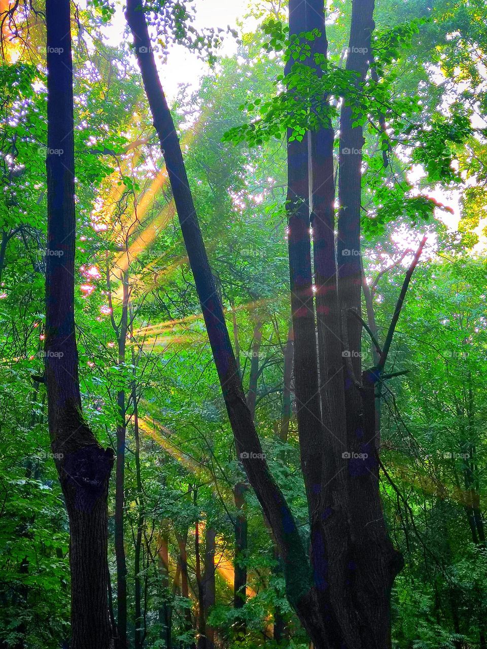 Forest.  Sunny morning.  The rays of the rising sun seep through the green branches of the trees