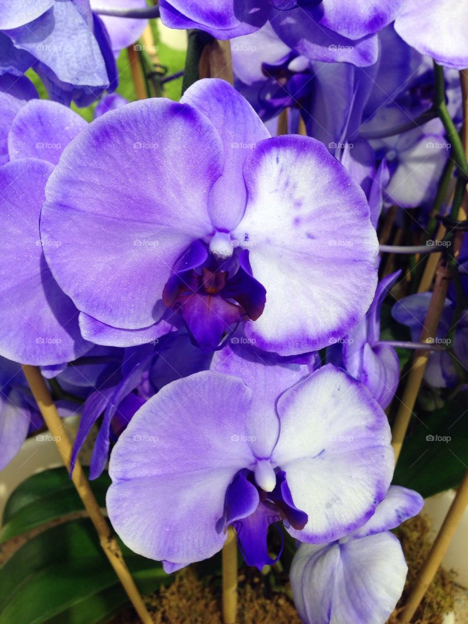 Purple flower easter