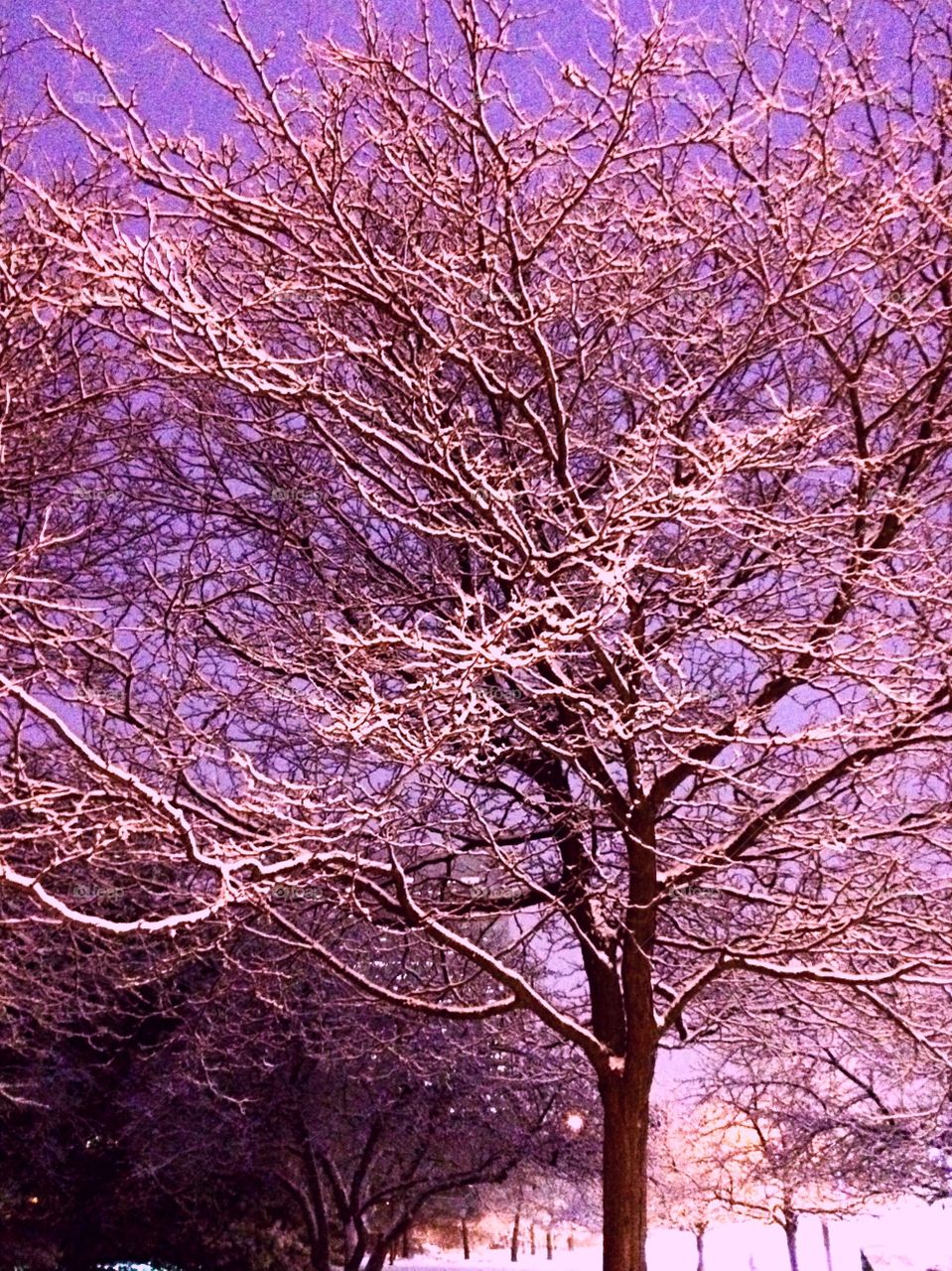 Tree covered in snow against purple sky