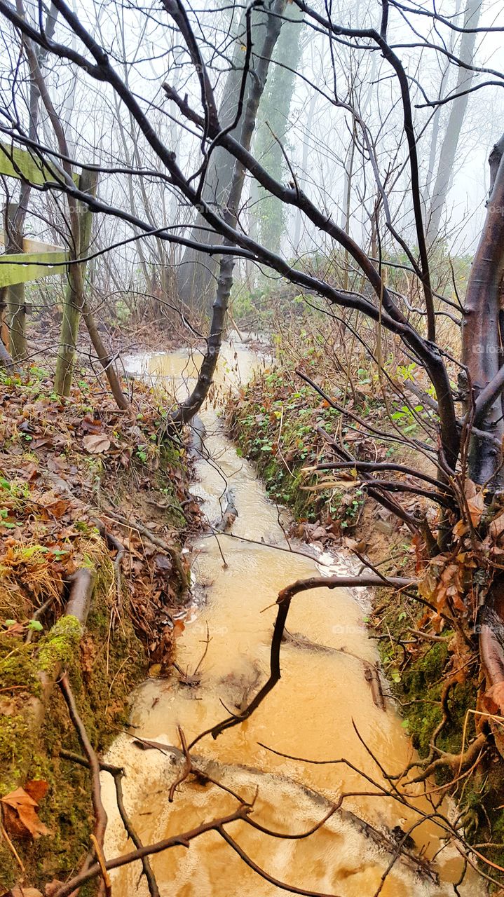 lovely foggy morning