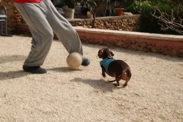 Chase the ball!