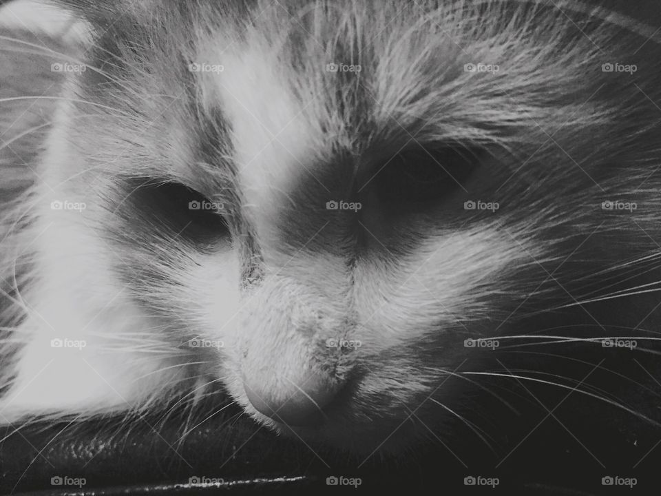 I heard that we are out of bacon.