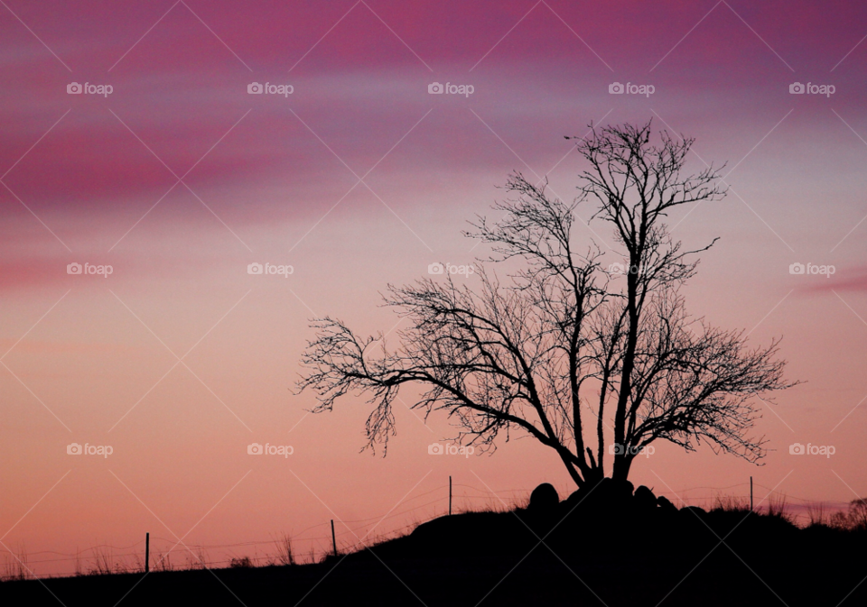 Silhouette of tree at sunset