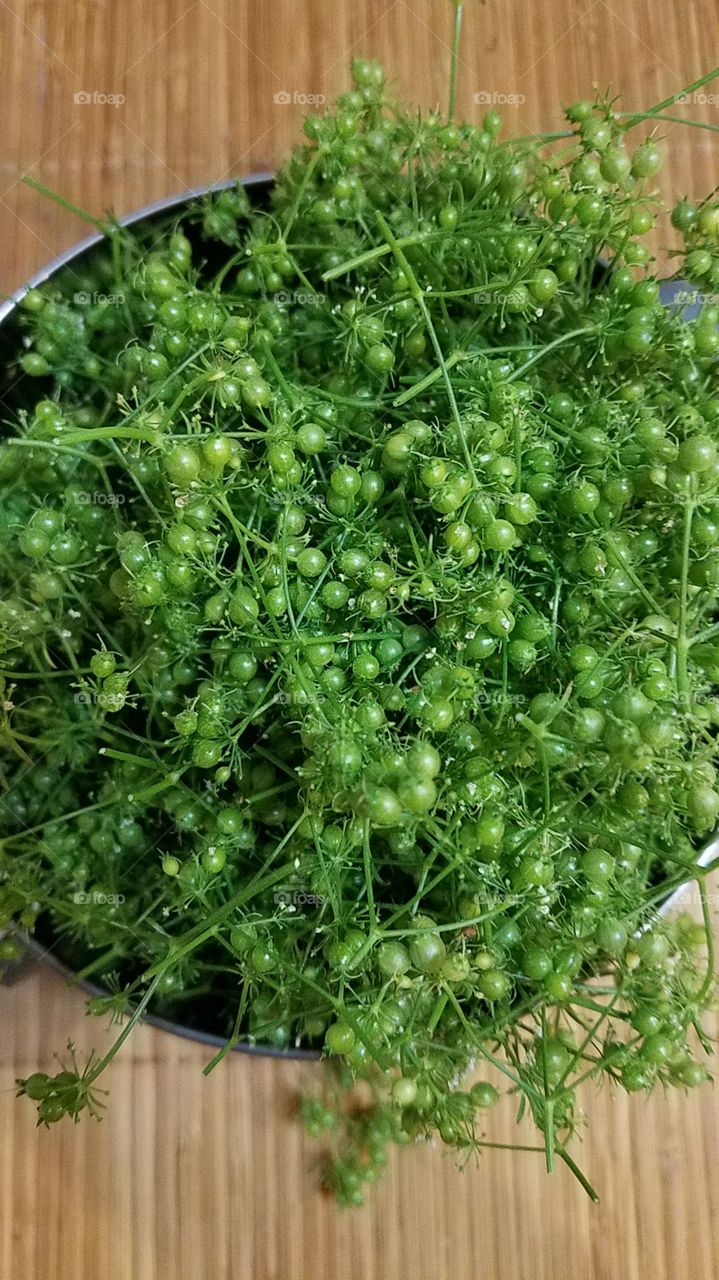cilantro green coriander
