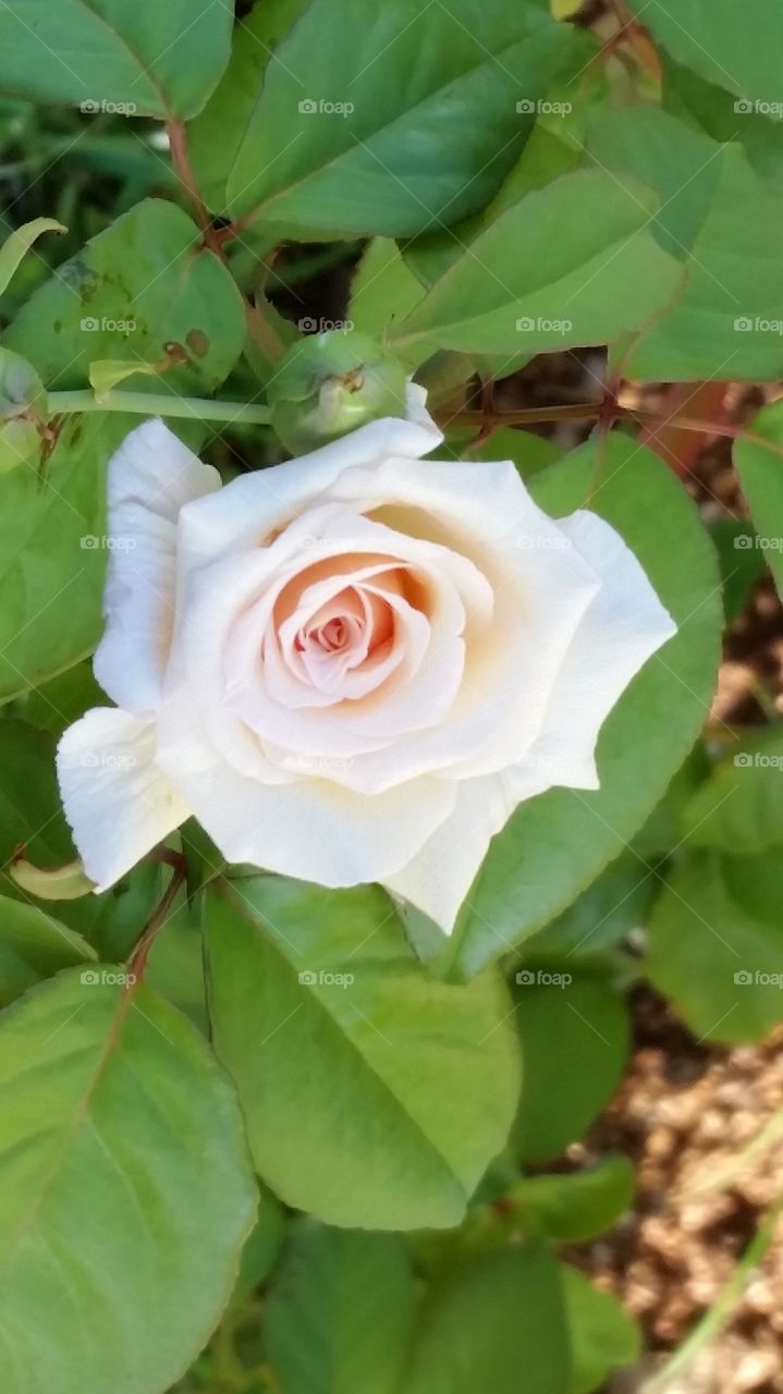 white rose