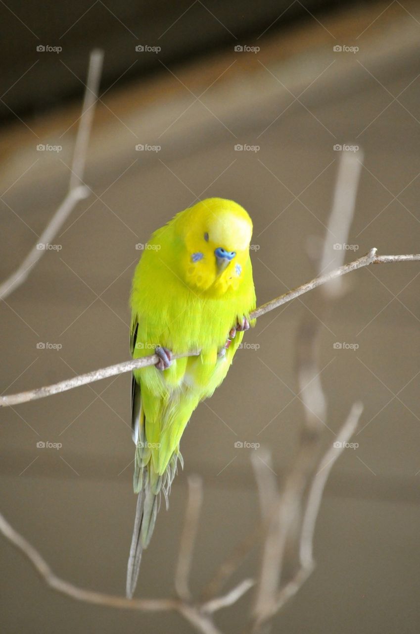 Parakeet