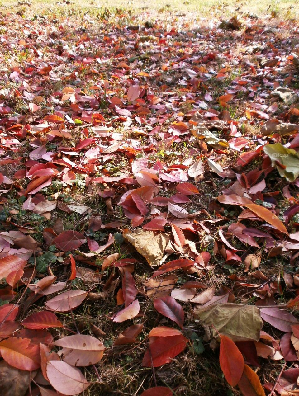 Fallen autumn leaves