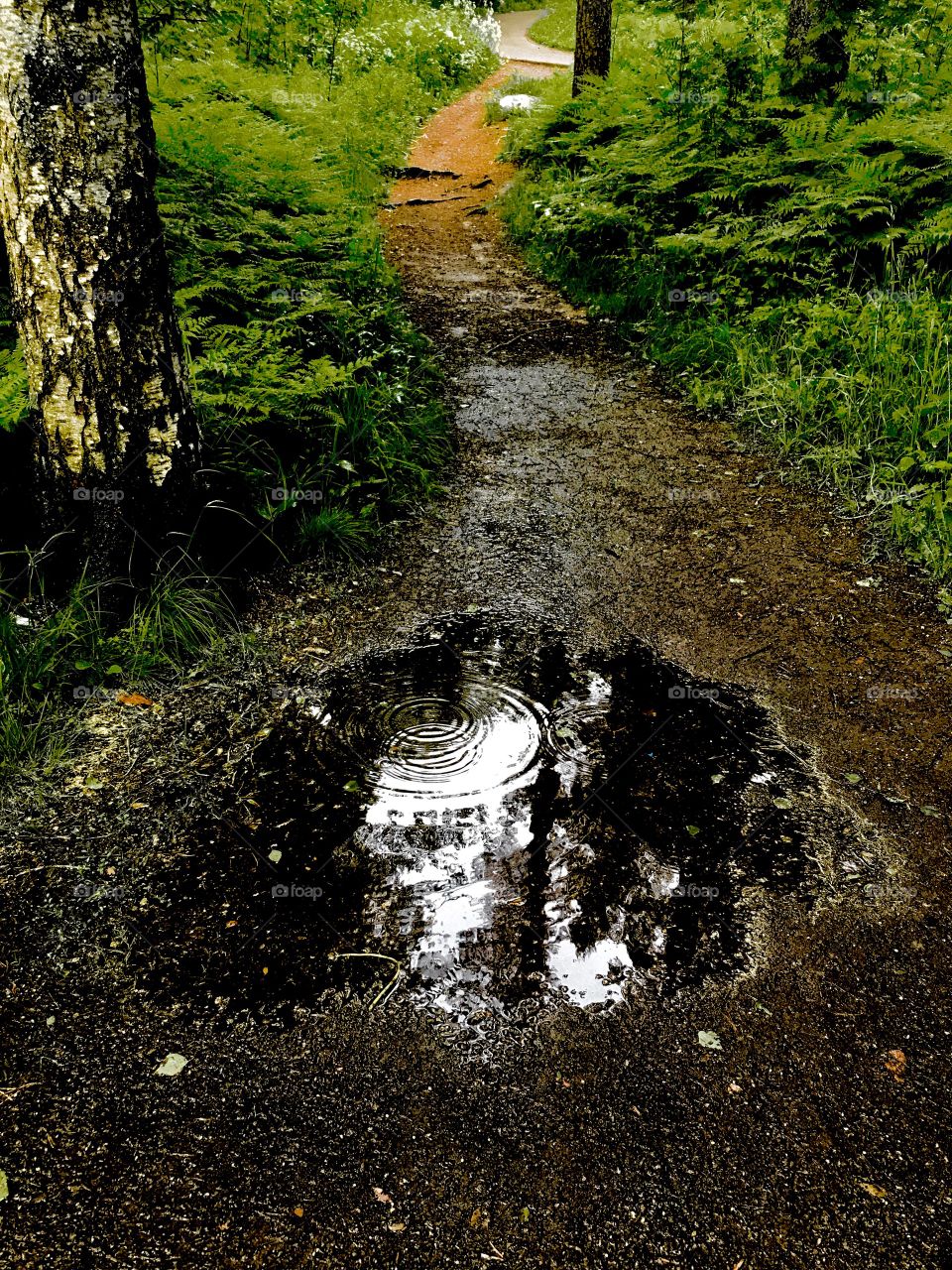 Light summerrain on forest path makes the nature smell so good