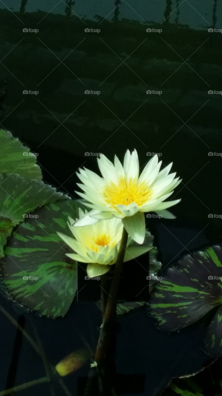 waterlilly