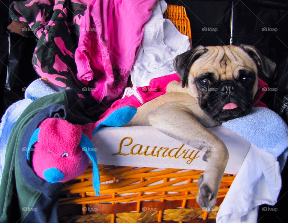 Pug sitting in laundry basket
