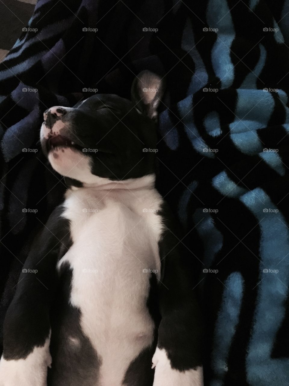 Pitbull puppy 