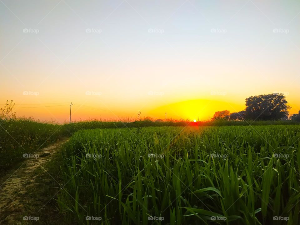 Golden sunset over dirty road in green wheat plant fields