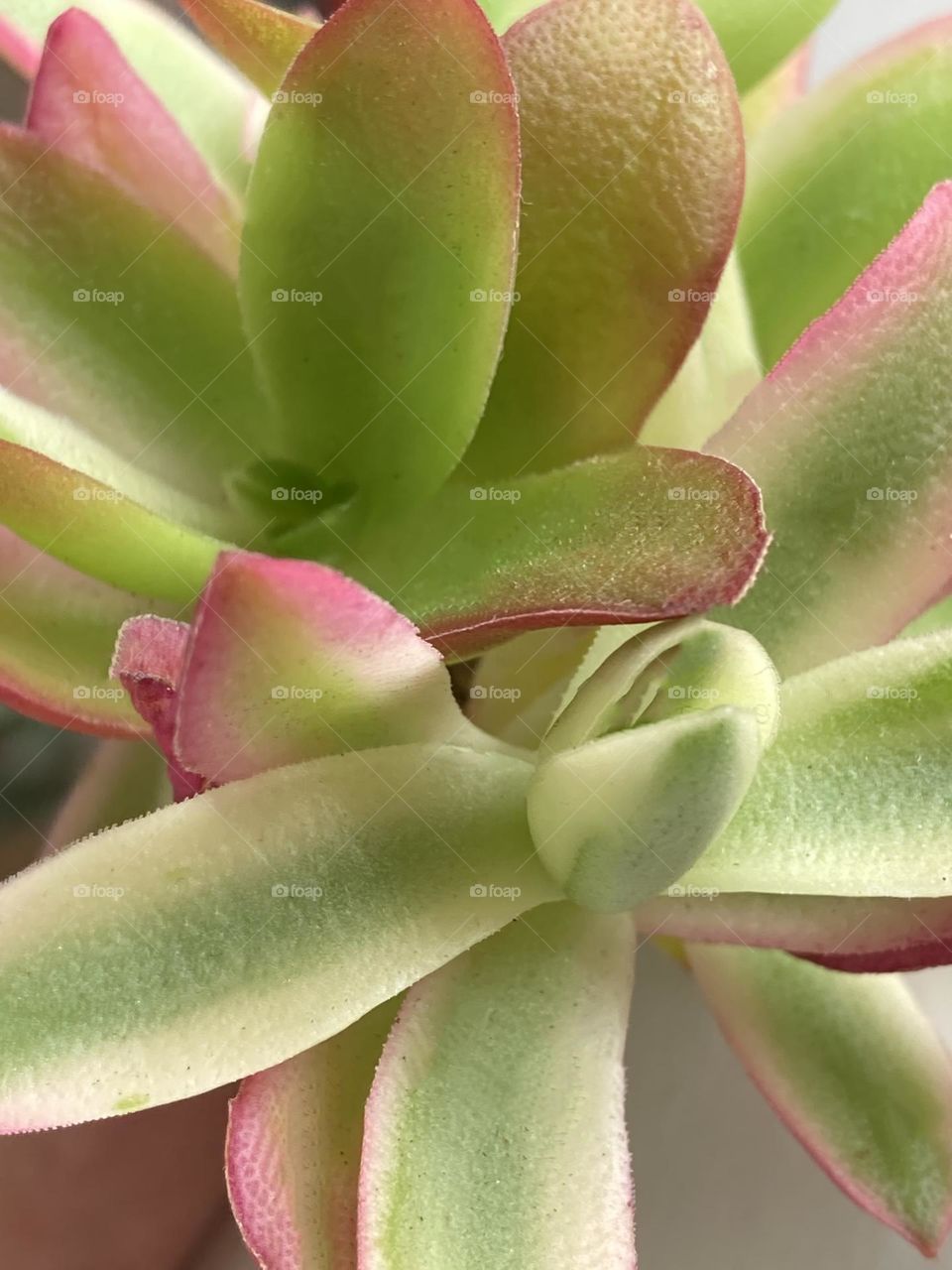 Natural backgrounds, succulents, leaves