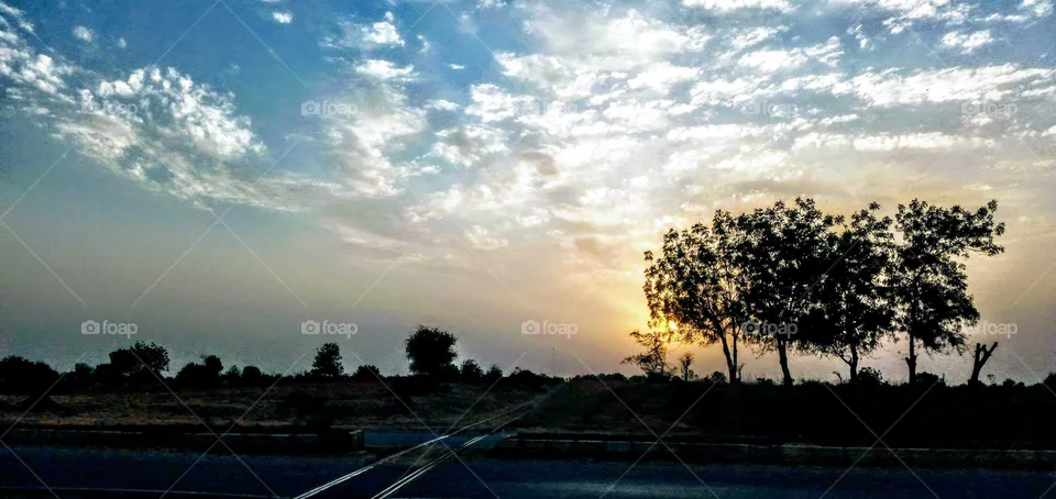 morning glory