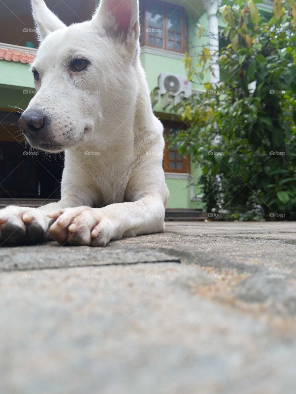 white Terror dog