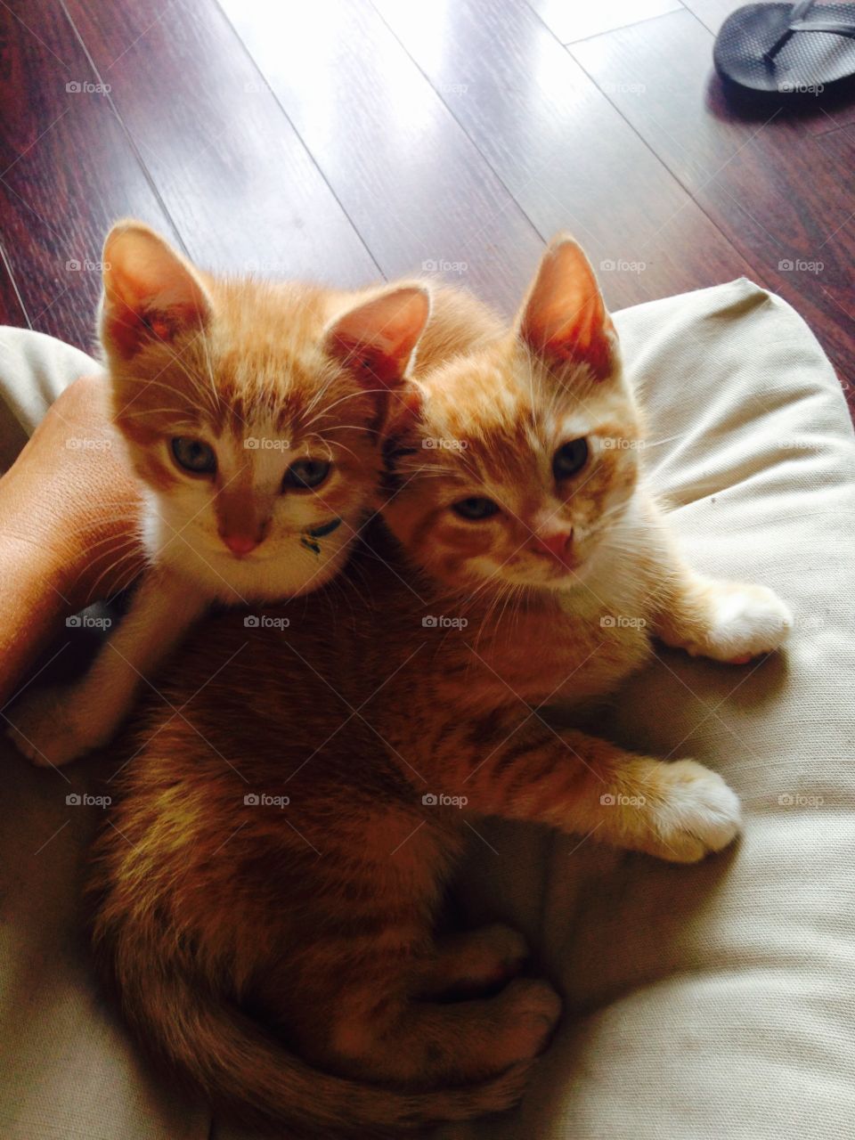 Orange tabby kittens with blue eyes