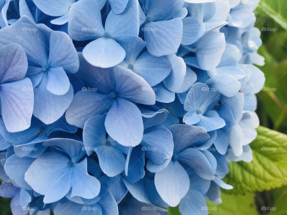 Blue hydrangea 