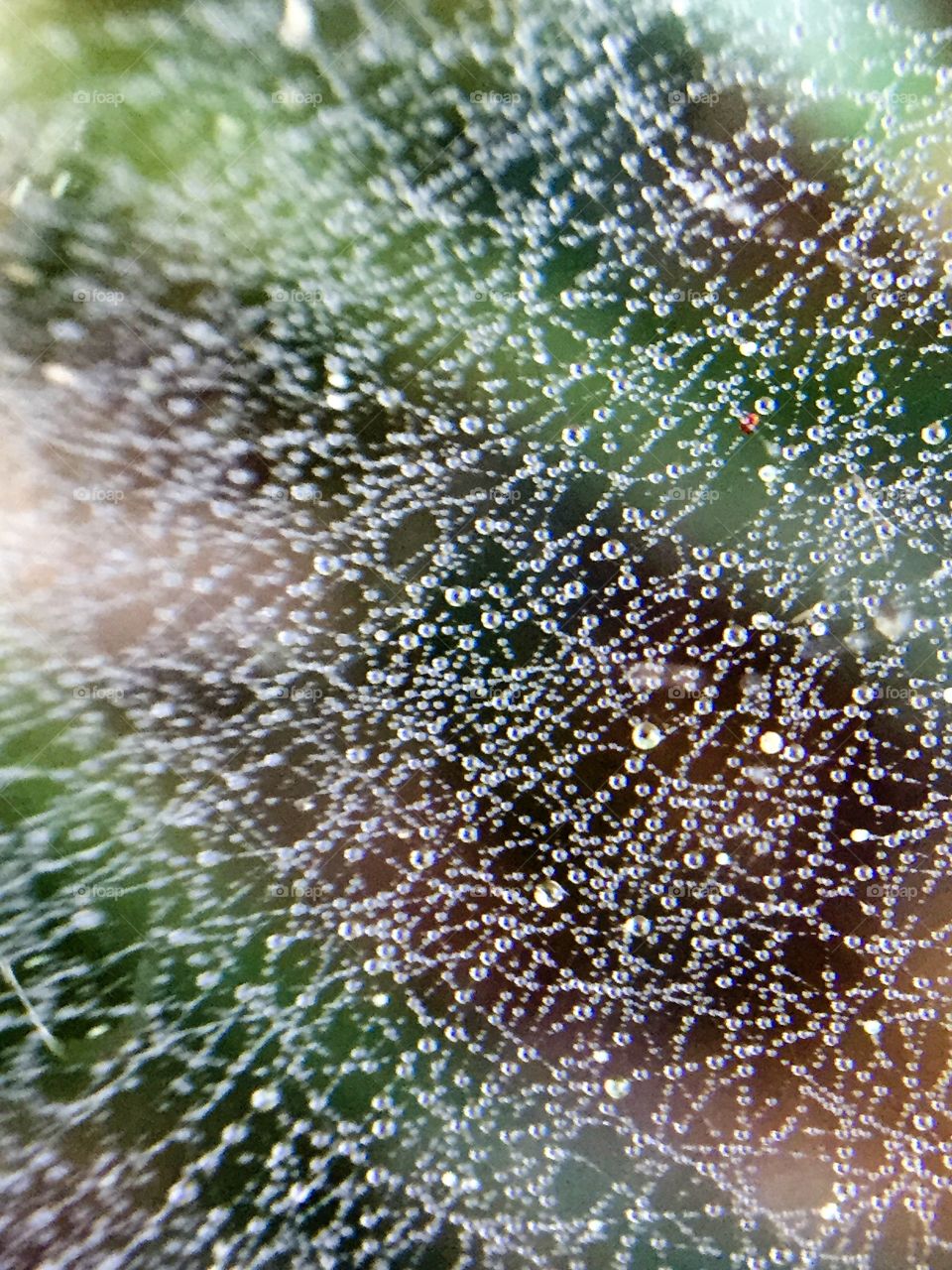 Macro spider web with dew drops 