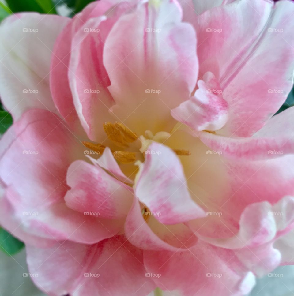 Pink and white tulip