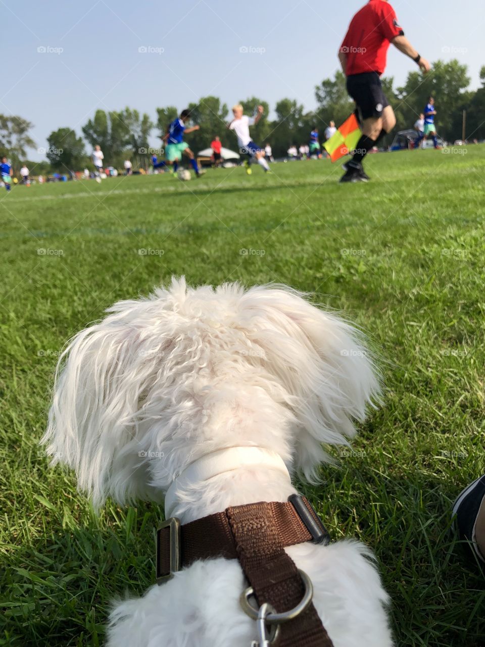 Enjoying the youth soccer game with my doggie in a sunny day