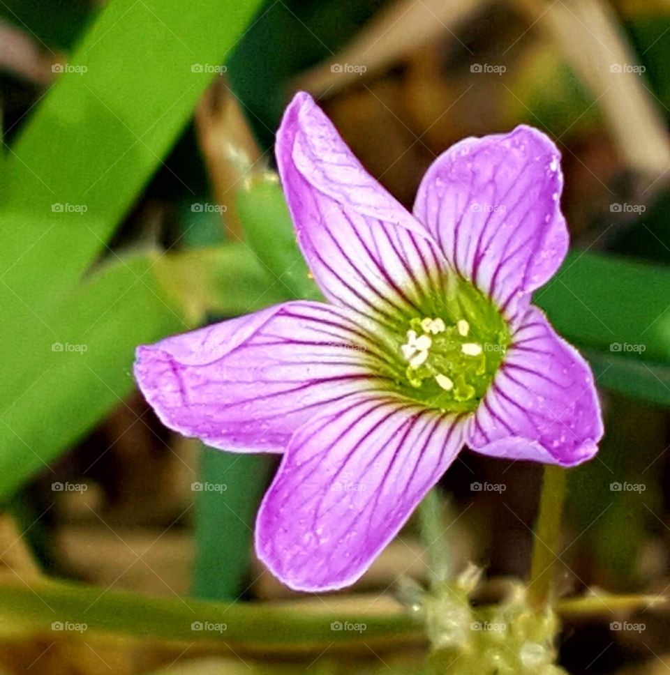 Flower, Nature, Flora, Petal, No Person