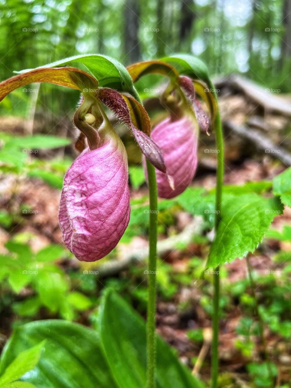 Pink Lady’s slippers flowers found in the woods during hiking 